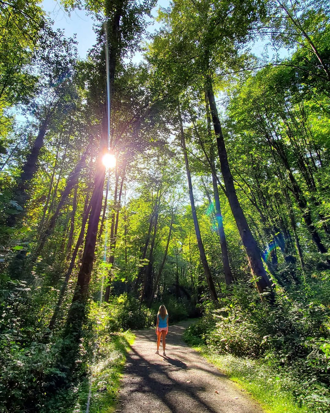 Person walking down path, sunlight peaking through through tall trees