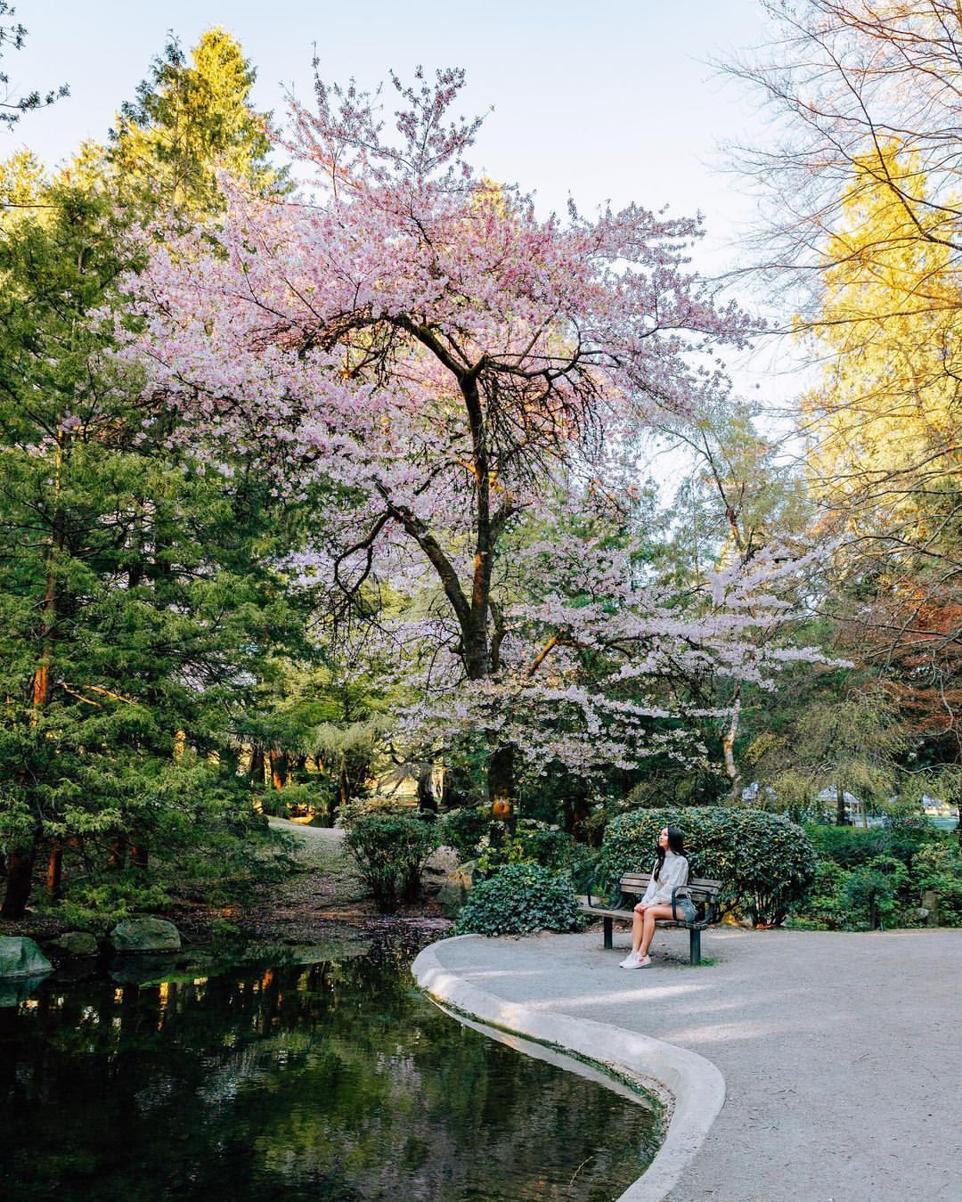 Blossoming Cherry Tree over pond 